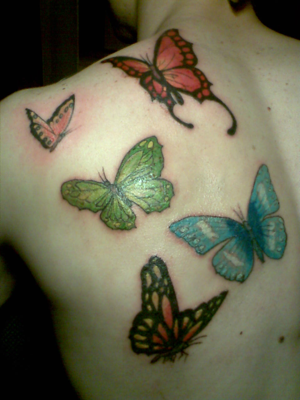 RÃ³Å¼ne kolorowe motyle