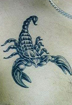 Skorpion z duÅ¼ymi szczypacami