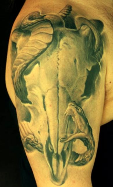 Czaszka zwierzÄ™cia